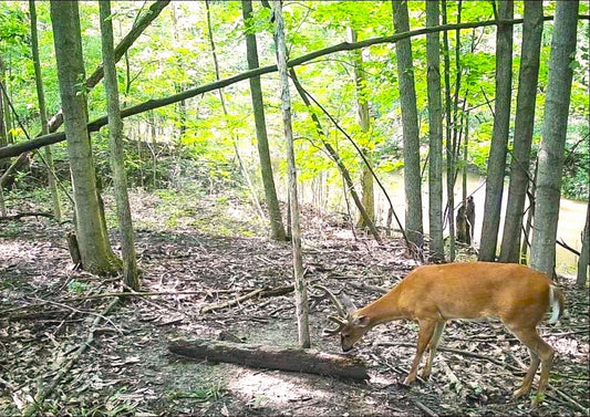 The Science of Deer Attraction: How Maniac Works