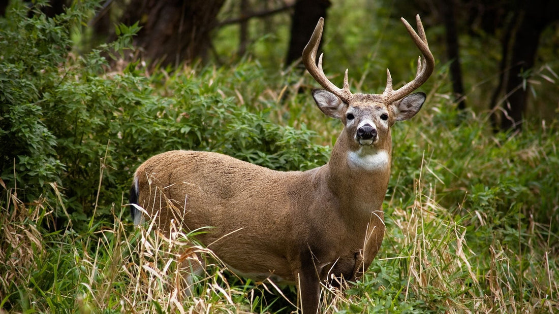 A Scientific Approach to Deer Health