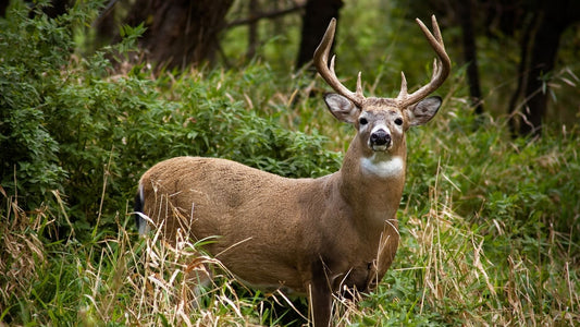 A  Scientific  Approach  to  Deer  Health
