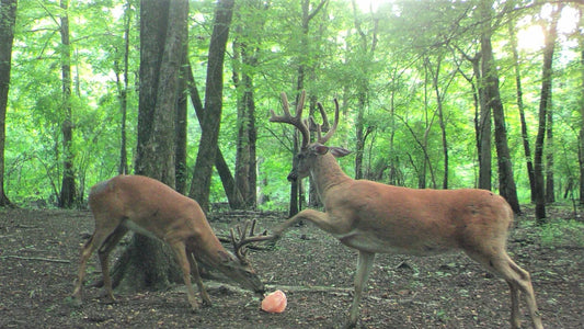 The Science of Deer Attraction: How Maniac Works