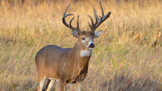 The Impact of Nutrition on Deer Antler Growth